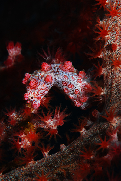 Lembeh strait, Lembeh Strait,Nord Sulawesi,Indonesien
