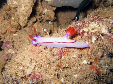 Ningaloo Reef Dreamers,Exmouth,Australien