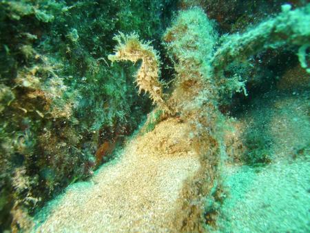 R.C. Diving,Puerto del Carmen,Lanzarote,Kanarische Inseln,Spanien