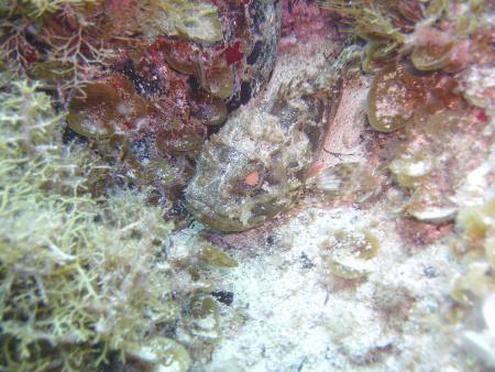 R.C. Diving,Puerto del Carmen,Lanzarote,Kanarische Inseln,Spanien