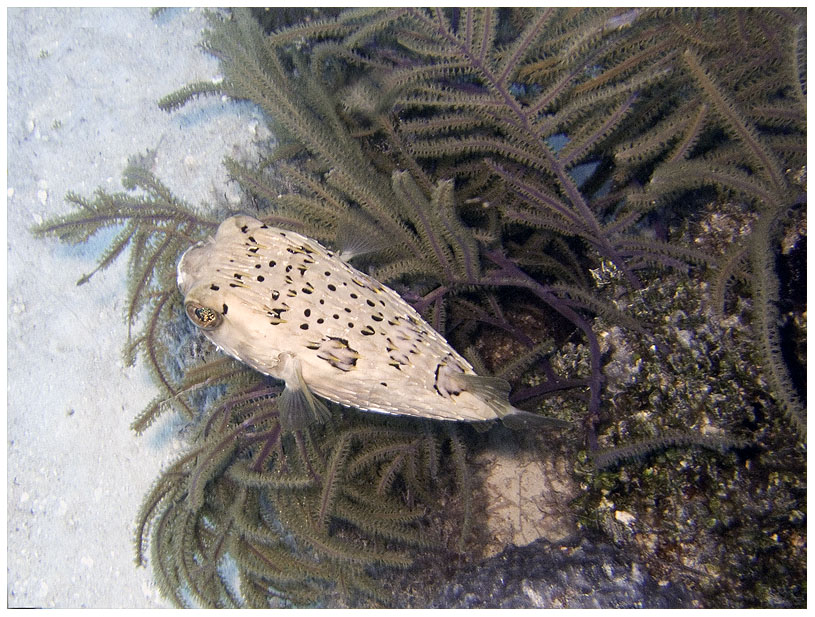 Bayahibe, Bayahibe,Dominikanische Republik