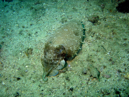 Extra Divers Qantab,Oman