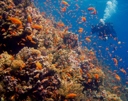 Beachsafari Diving Camp Marsa Alam,Marsa Alam und südlich,Ägypten