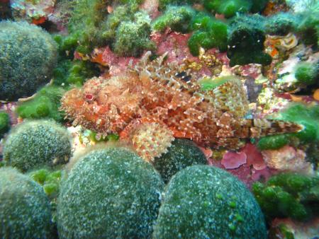 Hippocampe,La Seyne-sur-Mer / Plage de Fabregas (nähe Toulon),Frankreich