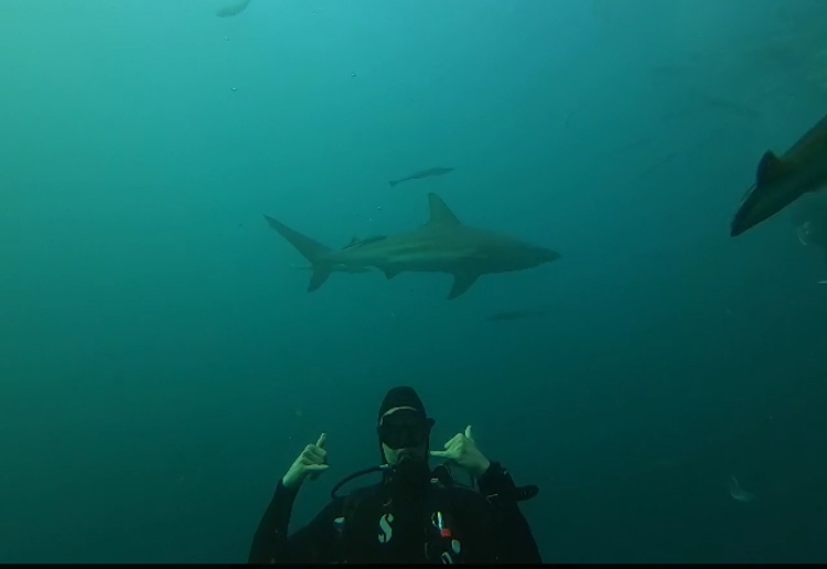 Blue Ocean Dive Resort, Umkomaas Aliwal Shoal, Südafrika