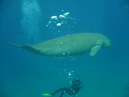 diving.DE Carnelia,El Quseir bis Port Ghalib,Ägypten