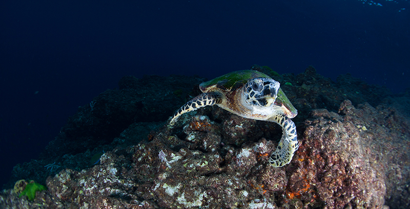 Czone Diver, Thailand, Golf von Thailand