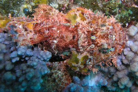 Coral Divers,Sodwana Bay,Südafrika