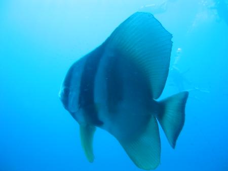 Calypso Diving,Koh Samui,Golf von Thailand,Thailand