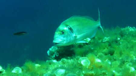 Dive & Fun,Cala D´Or,Mallorca,Balearen,Spanien