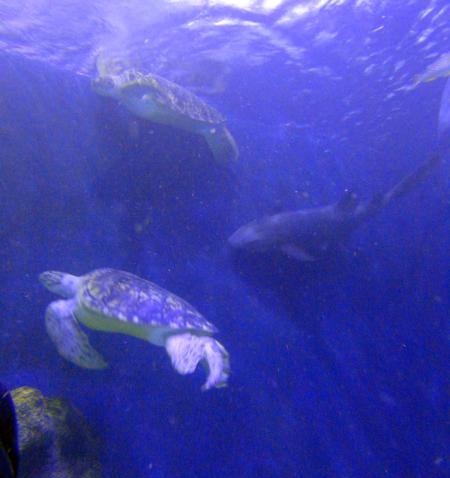 Sea Life,Oberhausen,Nordrhein-Westfalen,Deutschland