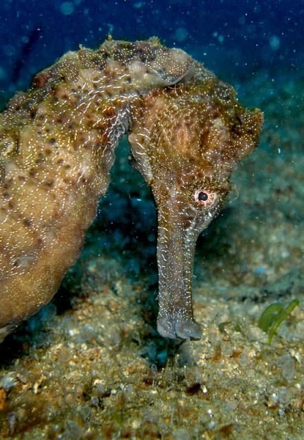 Octopusdivers,Puerto Galera,Philippinen