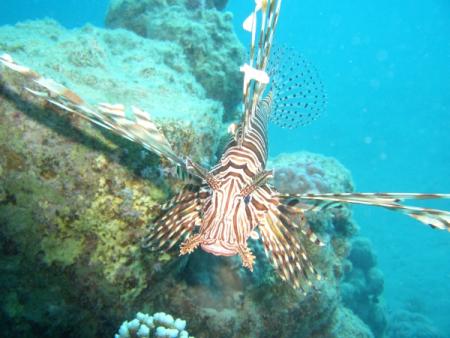 Global Divers Marsa Alam,Marsa Alam und südlich,Ägypten