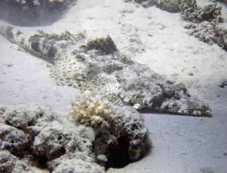 Orca Dive Club,Coral Garden,Safaga,Ägypten