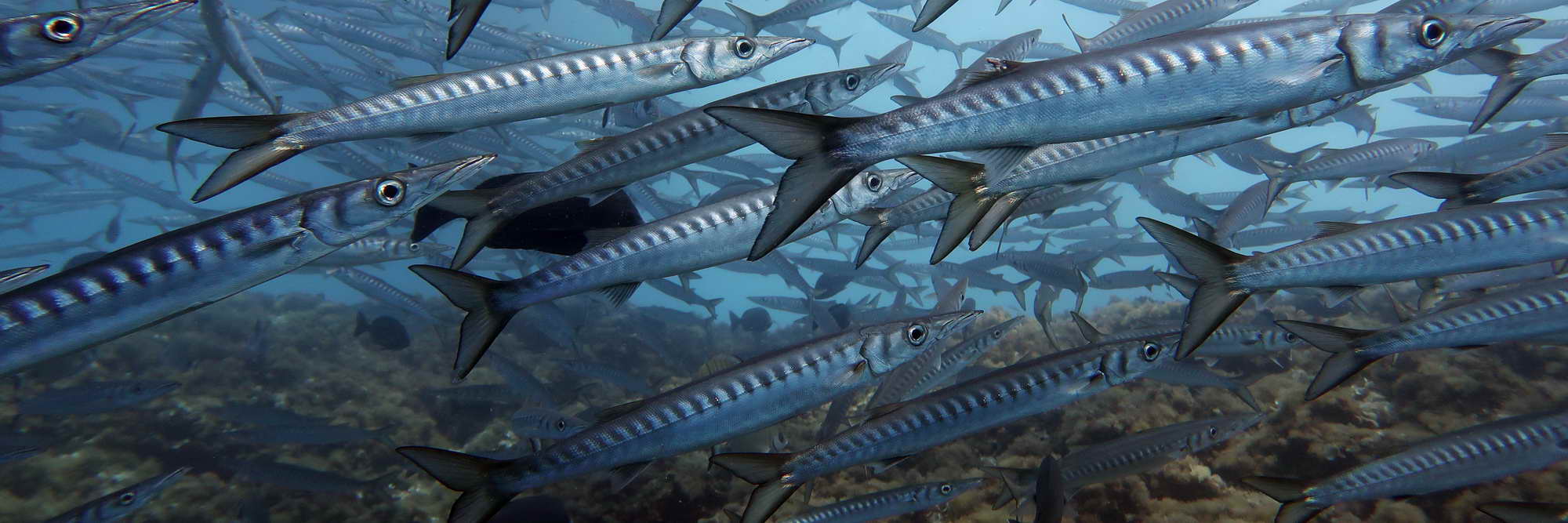 Diving Dragonera In Port D Andratx Diveinside Reise