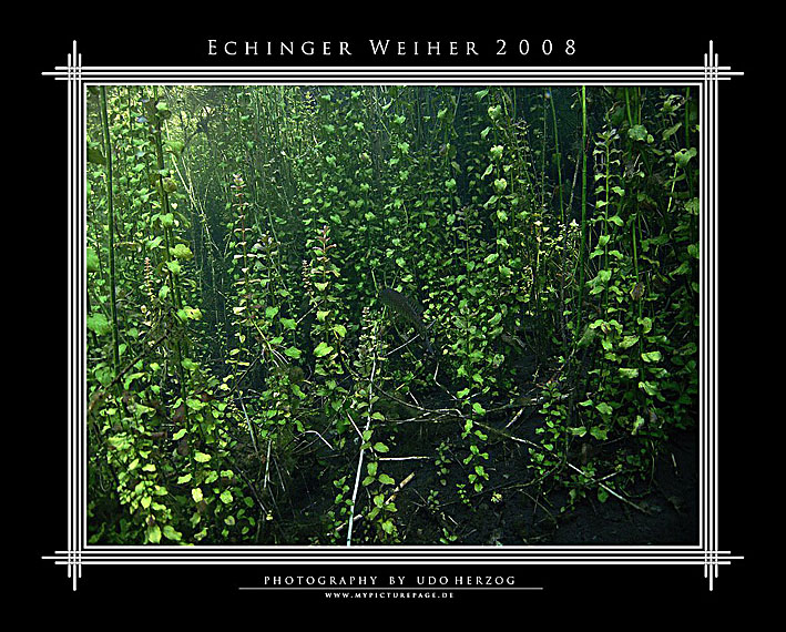Echinger Weiher b. München, Echinger Weiher,Bayern,Deutschland