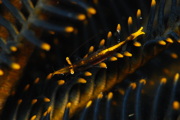 Lembeh strait, Lembeh Strait,Nord Sulawesi,Indonesien