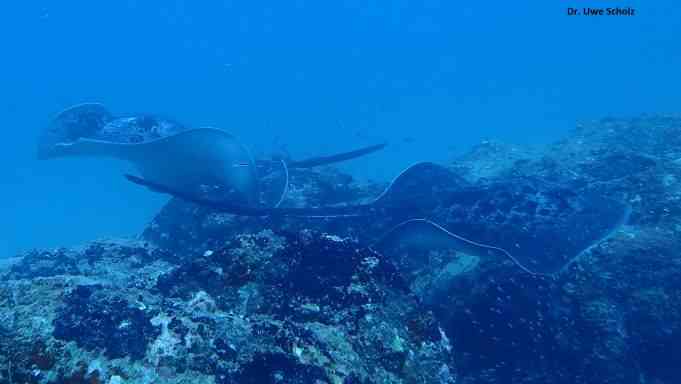 Stingray, Praslin, Boobie Isld., Octopus Diving, Praslin, Seychellen