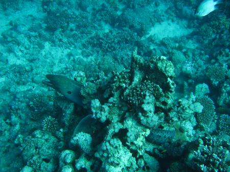 diving.DE el Flamenco,El Quseir bis Port Ghalib,Ägypten