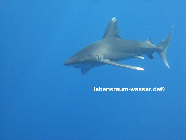 Carcharhinus Longimanus, Rotes Meer allgemein,Elphinstone Reef (Marsa Alam),Ägypten