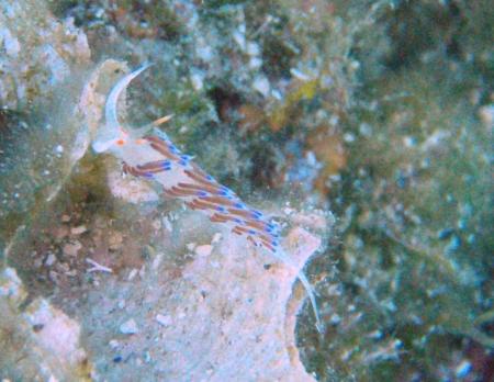 KRON Diving Center,Kampor,Insel Rab,Kroatien