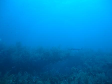 Karibik Diver,San Andres Island,Kolumbien