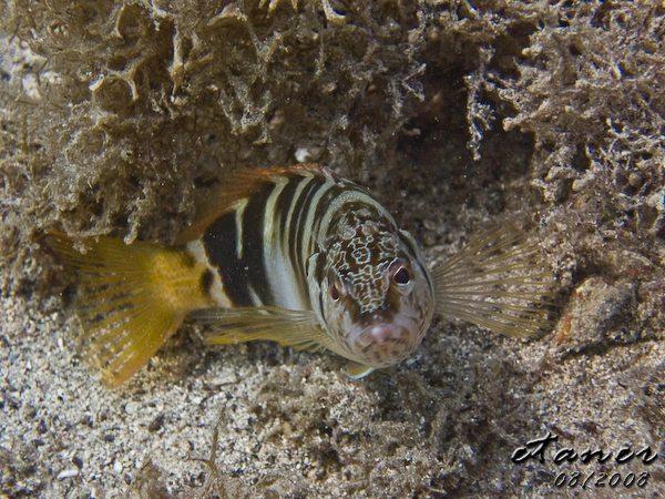 Hausbucht Scuba Valdaliso, Rovinj, Rovinj,Kroatien