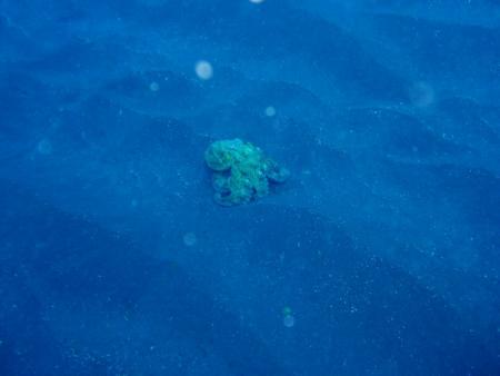 Buceo-Sub La Palma,Kanarische Inseln,Spanien