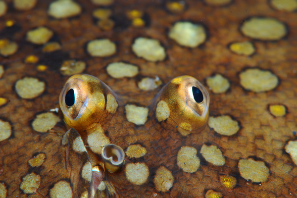 Lembeh strait, Lembeh Strait,Nord Sulawesi,Indonesien