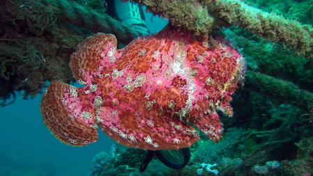 Asia Divers,Sabang,Puerto Galera,Philippinen