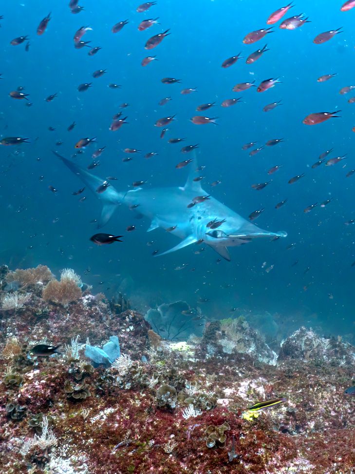 Hammerhead Shark, diving with sharks in Coiba Panama the shark triangle, Scuba Coiba, Santa Catalina, Panama