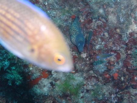 Dive & Fun,Cala D´Or,Mallorca,Balearen,Spanien