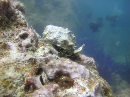 Oman Dive Center (Extra Divers),Muscat,Oman