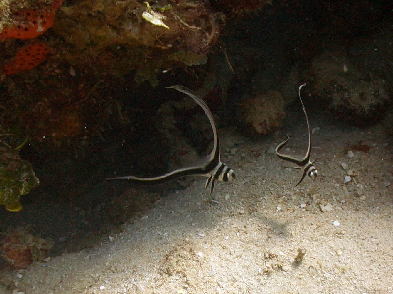 Bayahibe - Catalina - Aquarium, Catalina Island,Dominikanische Republik