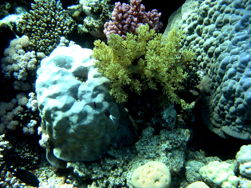 Shark & Yolanda Reef, Wrack der Jolanda,Ägypten