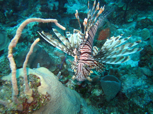 Feuerfisch, Feuerfisch, Reef Oasis Viva Dominican, Bayahibe, Dominikanische Republik