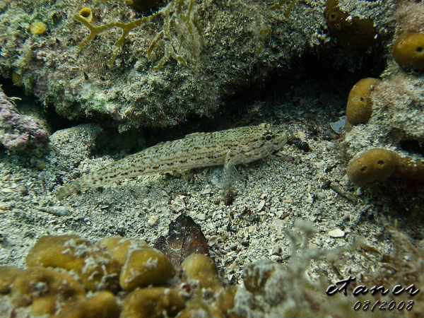 Hausbucht Scuba Valdaliso, Rovinj, Rovinj,Kroatien