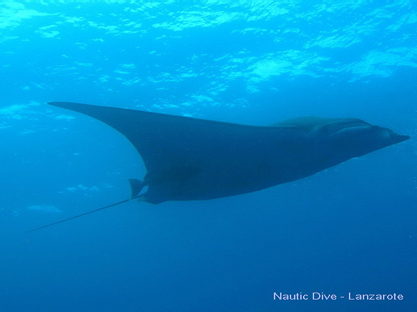 Mantas auf Lanzarote, Kanaren Lanzarote,Spanien