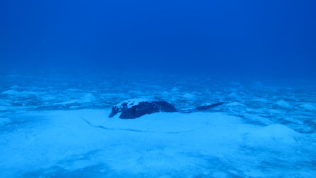 Orca Diveclub Merville,Grand Baie,Mauritius