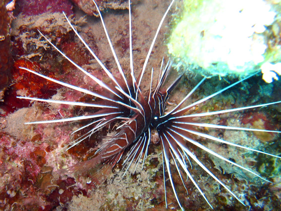 Brayka Bay House Reef, Brayka Bay,Ägypten