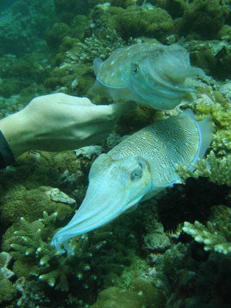 Aquascuba,Koh Lanta,Andamanensee,Thailand