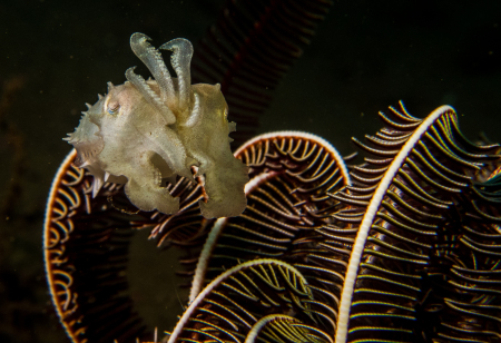 Joes Diving Bali - Die Tauchburg,Bali,Indonesien