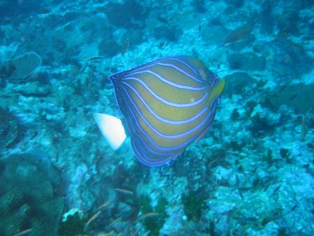 Calypso Diving,Koh Samui,Golf von Thailand,Thailand