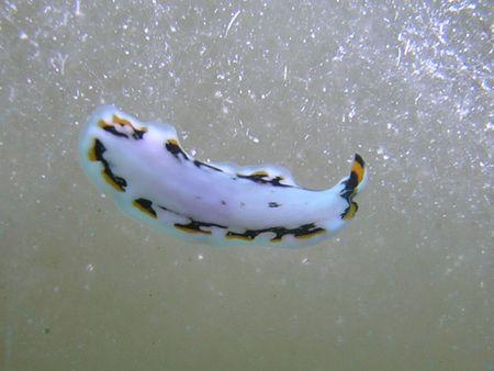 Scuba College - Diving Camp Nuweiba,Sinai-Nord ab Dahab,Ägypten