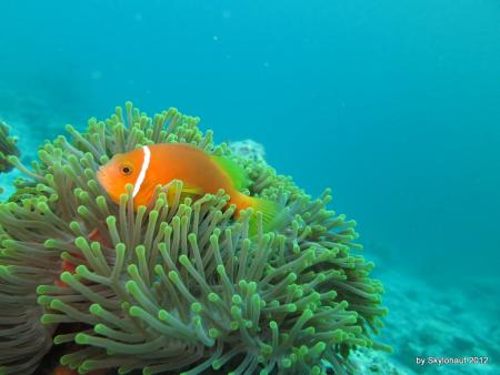 Komandoo,Pro Divers,Malediven