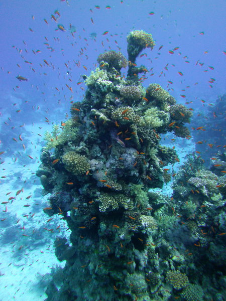 Freedom Diver,Safaga,Ägypten
