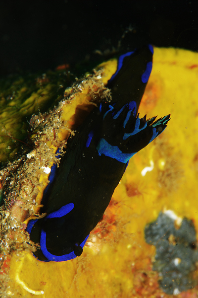 Lembeh strait, Lembeh Strait,Nord Sulawesi,Indonesien