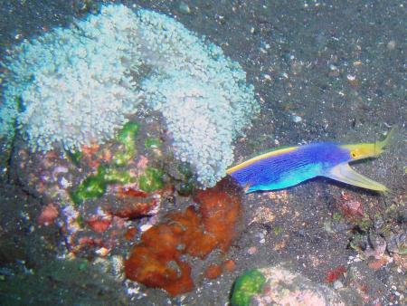 Scuba Libre (Gani Bali),Bali,Indonesien