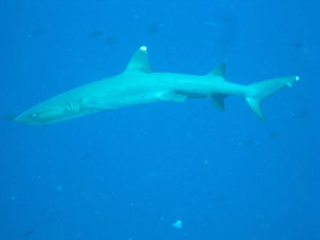 Blue Corner,Palau