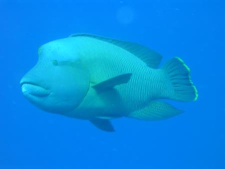 Extra Divers,Marsa Alam,Coraya Beach,Marsa Alam und südlich,Ägypten